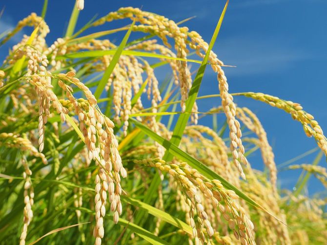 青空を背景にした稲穂