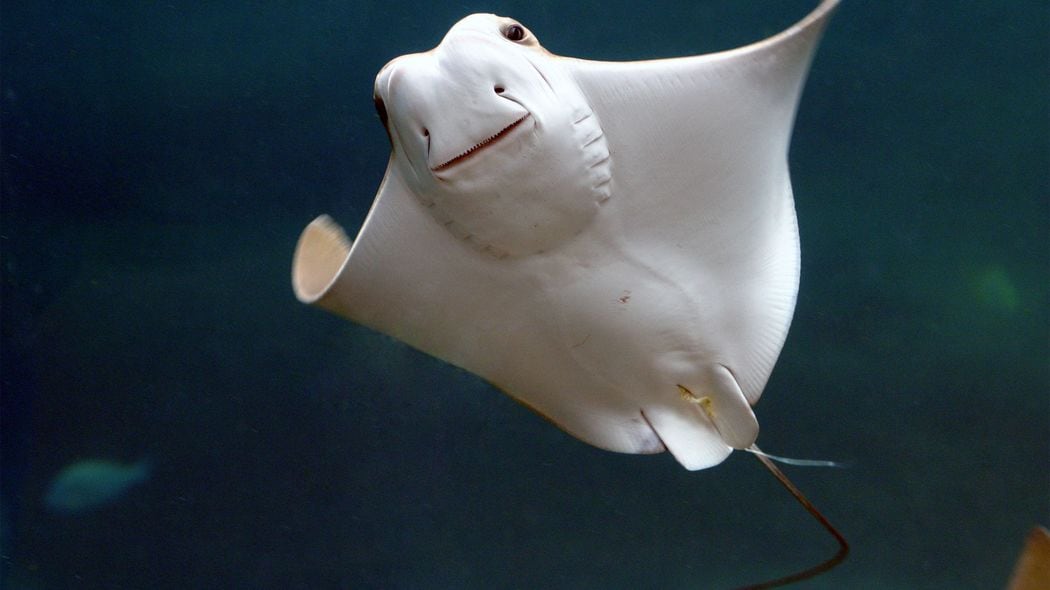 エイの正解率は足し算94%､引き算89%…大学の研究で判明した魚の驚くべき｢学習能力･記憶力･思考能力｣ 別の魚の顔を約0.4秒で区別…私たちが人を見分けるのと同じ時間