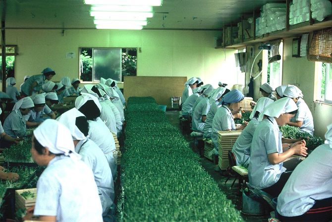 かいわれ大根生産の様子