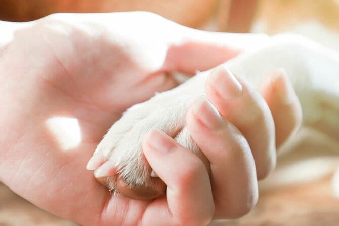 少女の手と犬の足