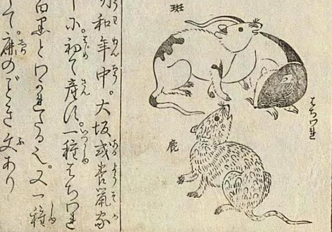 『養鼠玉のかけはし 下巻』(画像=国立国会図書館デジタルコレクション)