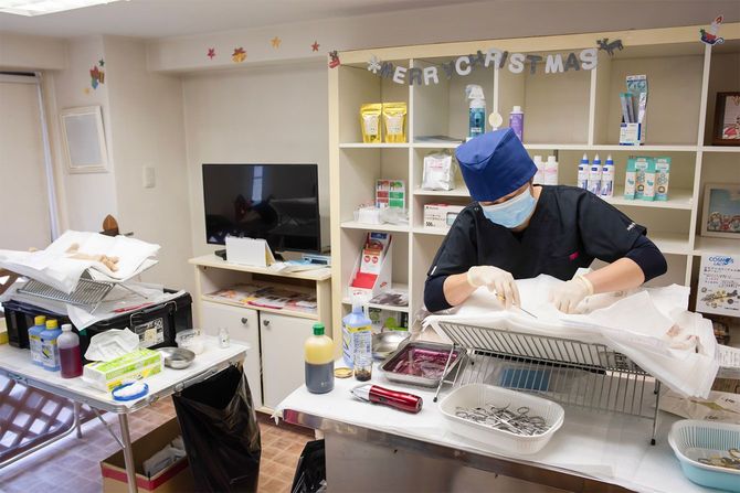 手術中のモコ先生。