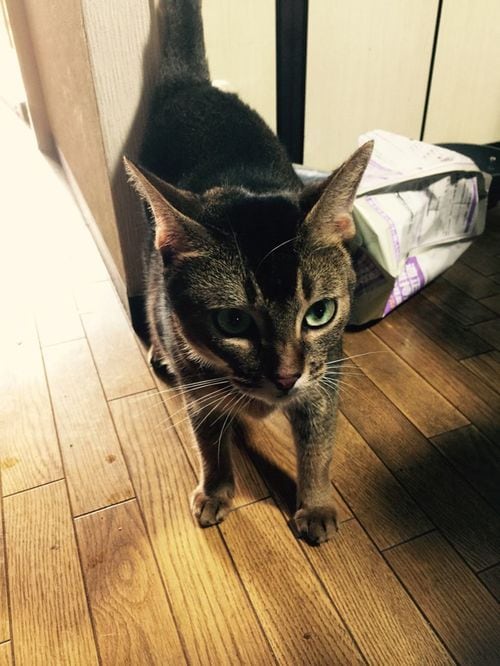 家主が孤独死したあと、室内に残されていた猫