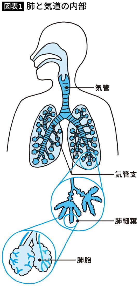肺と気道の内部
