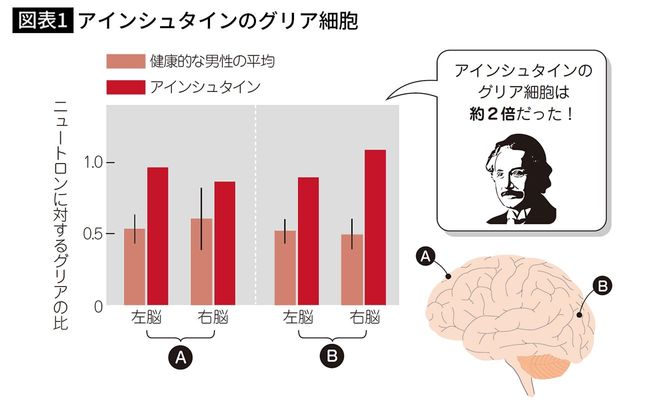 【図表1】アインシュタインのグリア細胞