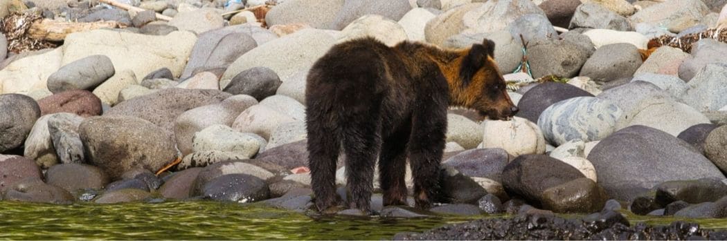 ｢熊がどう俺を食べるか見届けなきゃ｣顔を噛まれ約70針縫った…ヒグマと闘った男性が語る退院後に辛かったこと