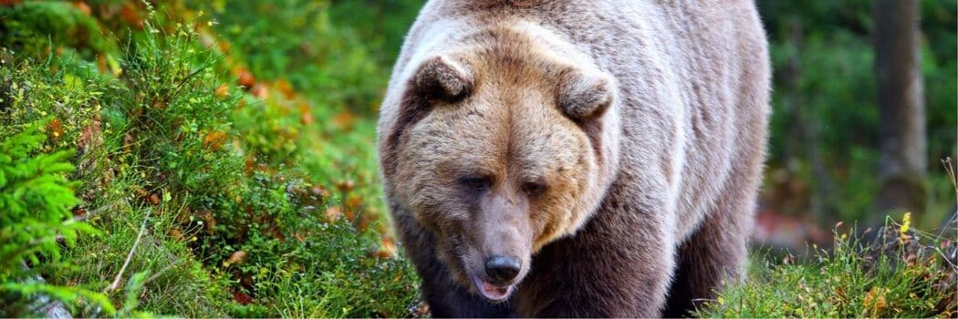 ｢上半身がなく性別すらわからない｣70代女性を亡き者に…ヒグマが遺体をバラバラに引き裂く｢衝撃の理由｣