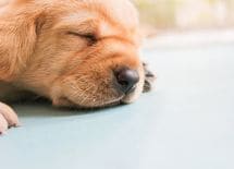 限られた時間で"快眠"を得るための9項目