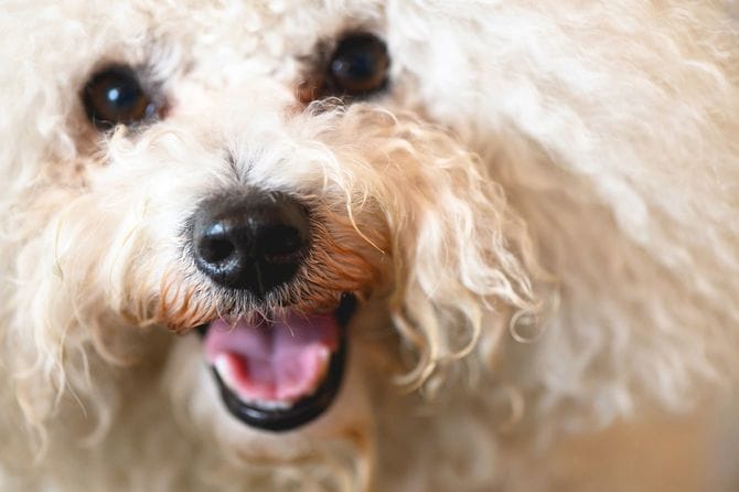 死を実感した「犬の心臓が止まる瞬間」