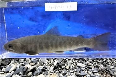 リニア工事とは無関係なのに｢絶滅寸前の川魚を守れ｣と難癖…またも意味