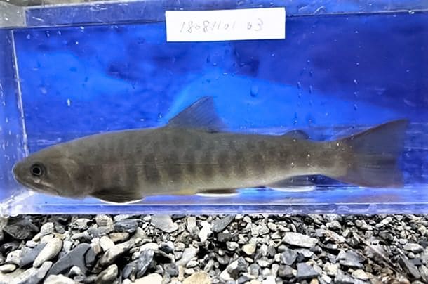 リニア工事区域ではほぼ絶滅したヤマトイワナ