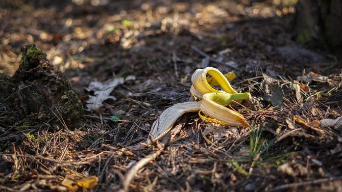 公園の地面にバナナの皮が落ちている