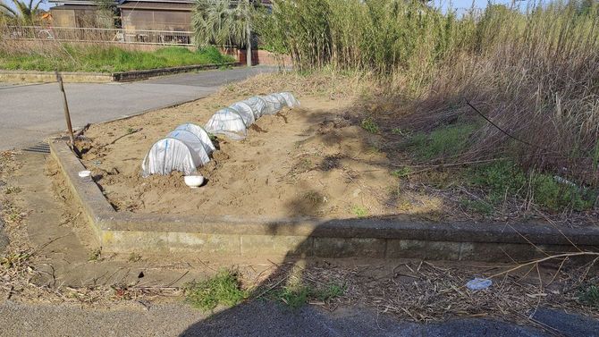 宅地所有者に無断で作られていた菜園。互いの暗黙の了解のもと利用されている事例もある。（千葉県横芝光町木戸）