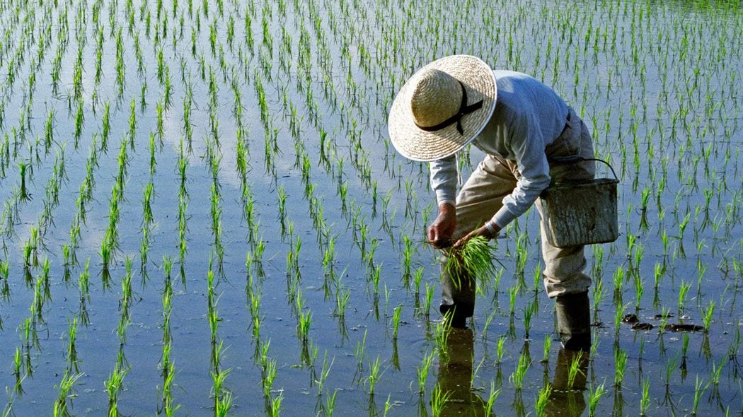 ｢3兆円の補助金｣が日本の農業をダメにした…｢令和の米騒動｣を二度と起こさないために必要なこと 日本の農産品が輸出量･シェアともに低迷している理由