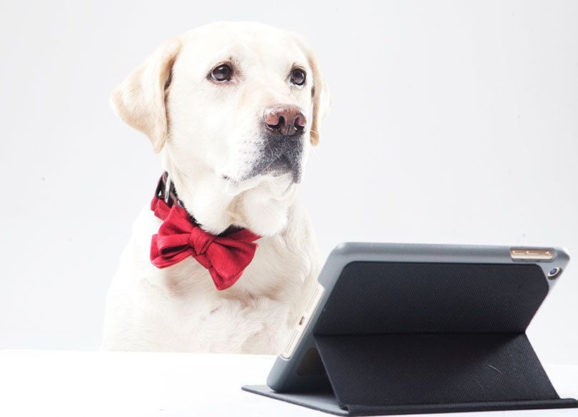 「動画配信戦国時代」を生き抜く条件