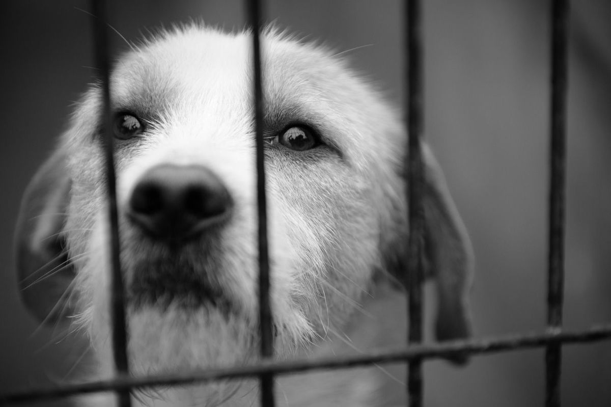 悲しげな表情でケージに入っている犬