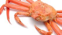 ｢メスは硬くて大きなオスを選ぶ｣ズワイガニの40分間の交尾は､ほかのエビカニとはひと味違う