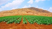 なぜイスラエルが｢日本の農業｣の救世主なのか