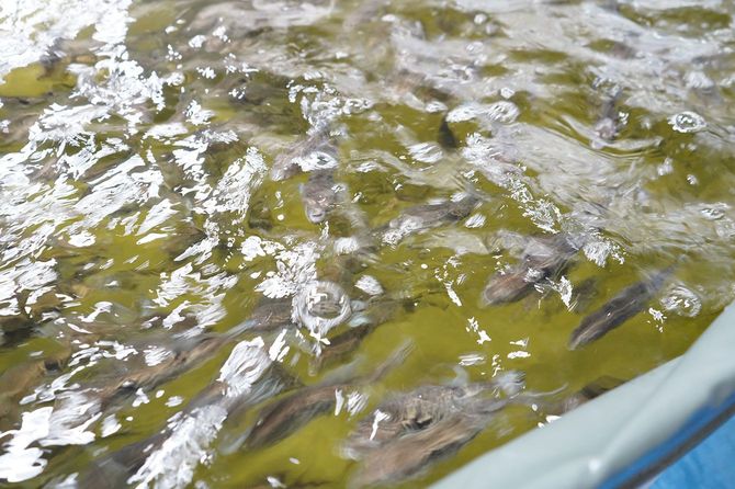 水槽を元気よく泳ぐトラフグの稚魚たち。