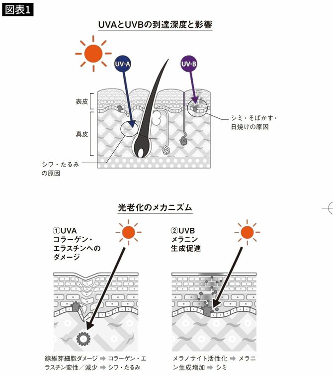 紫外線が肌に与える影響。上図:紫外線UV-Aはシワ・たるみ、UV-Bはシミ・そばかす・日焼けの原因になる。下図:UVAはコラーゲン、エスチゲンへダメージを与え、UV-Bはメラニン生成を促進する