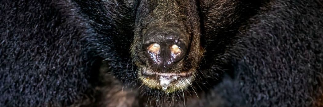 発見されたのは｢右腕と両足を失った59歳女性｣…電車がぶつかっても死なない｢山形県･人喰いグマ｣のヤバさ