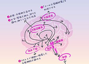 セロトニンが脳機能に与える6つの影響