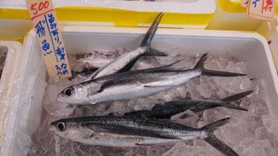 50代の魚摂取量は半減…元水産庁職員が｢魚離れにはコレ｣と推す胃と財布にやさしく｢うまみ｣抜群の魚の名前