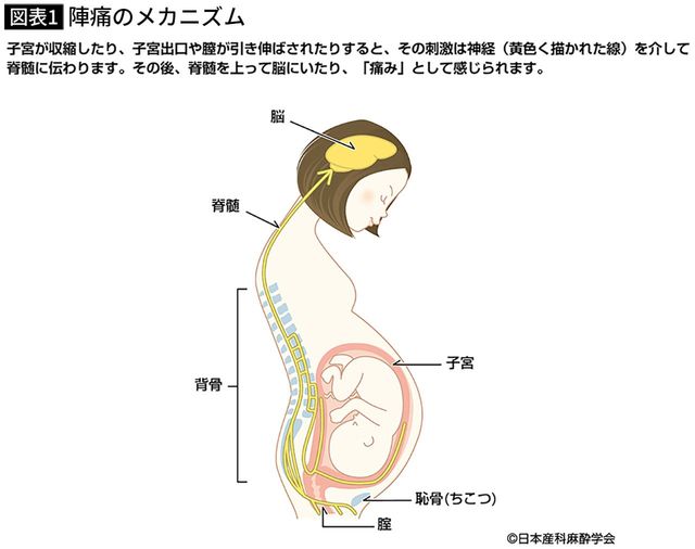 【図表】陣痛のメカニズム