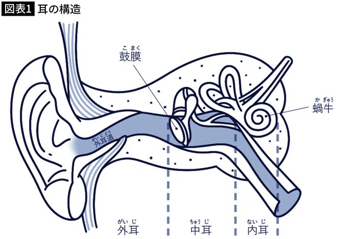 【図表1】耳の構造