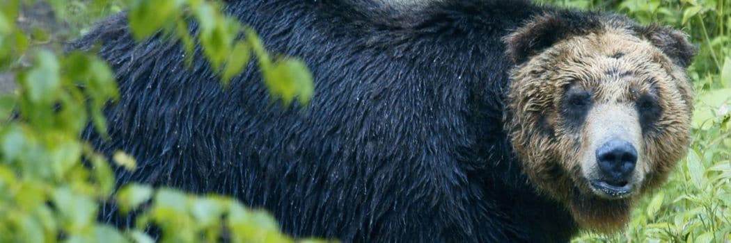 ｢ウオーと怒りの声を上げたクマが目前に｣まさかりをヒグマの頭めがけて→手負いグマと対峙した男性のその後