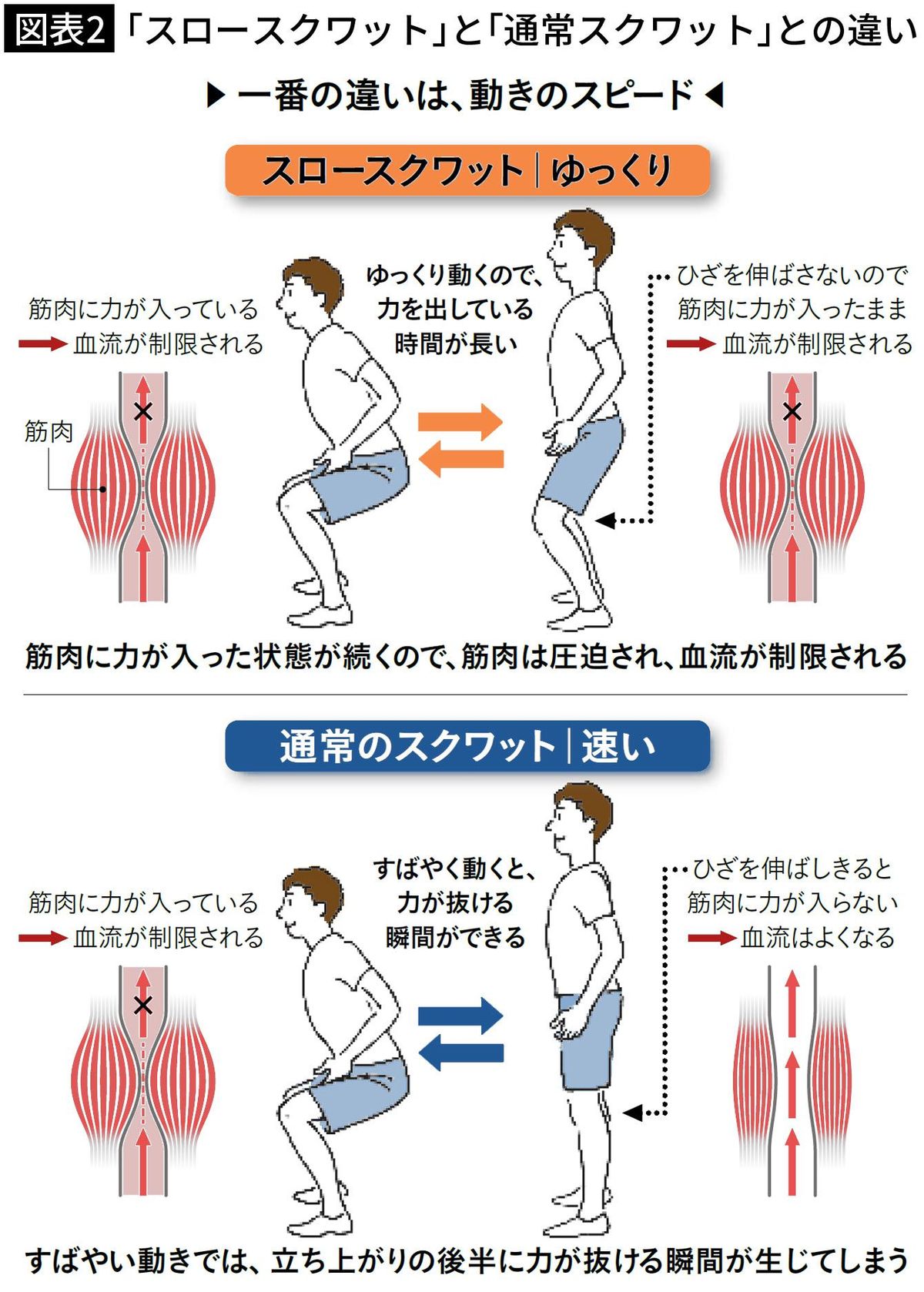 【図表2】「スロースクワット」と「通常スクワット」との違い