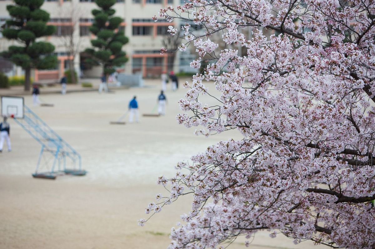 桜が咲くグラウンドで野球の練習の準備中