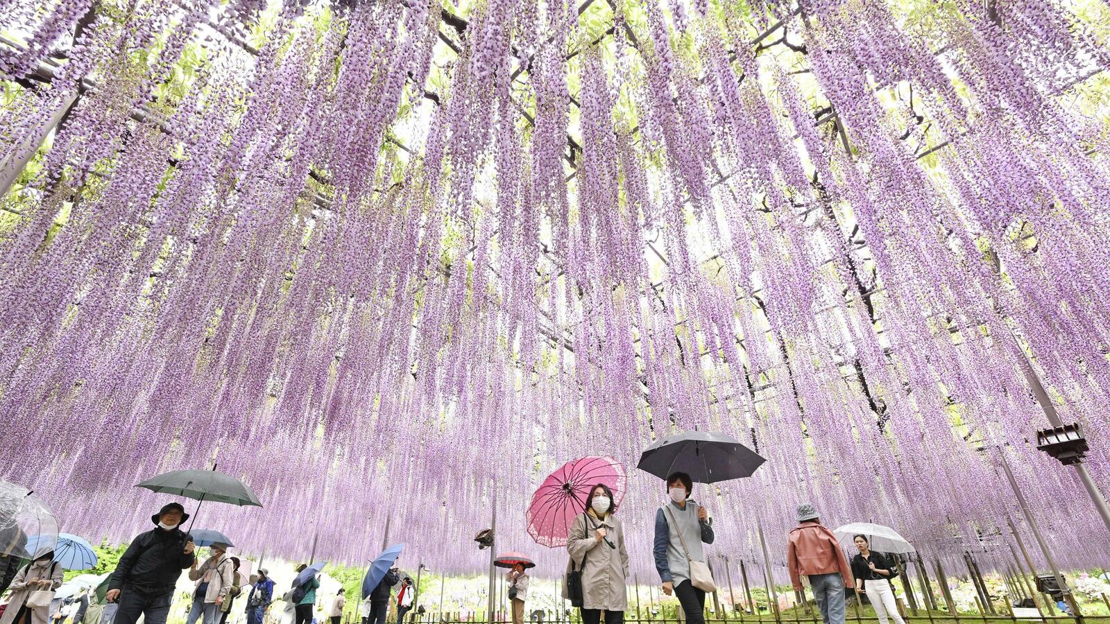 海外ではディズニーランド､USJに次ぐ知名度…栃木県にある外国観光客が急増しているテーマパークの名前 米CNNが｢世界の夢の旅行先｣として日本で唯一選んだ