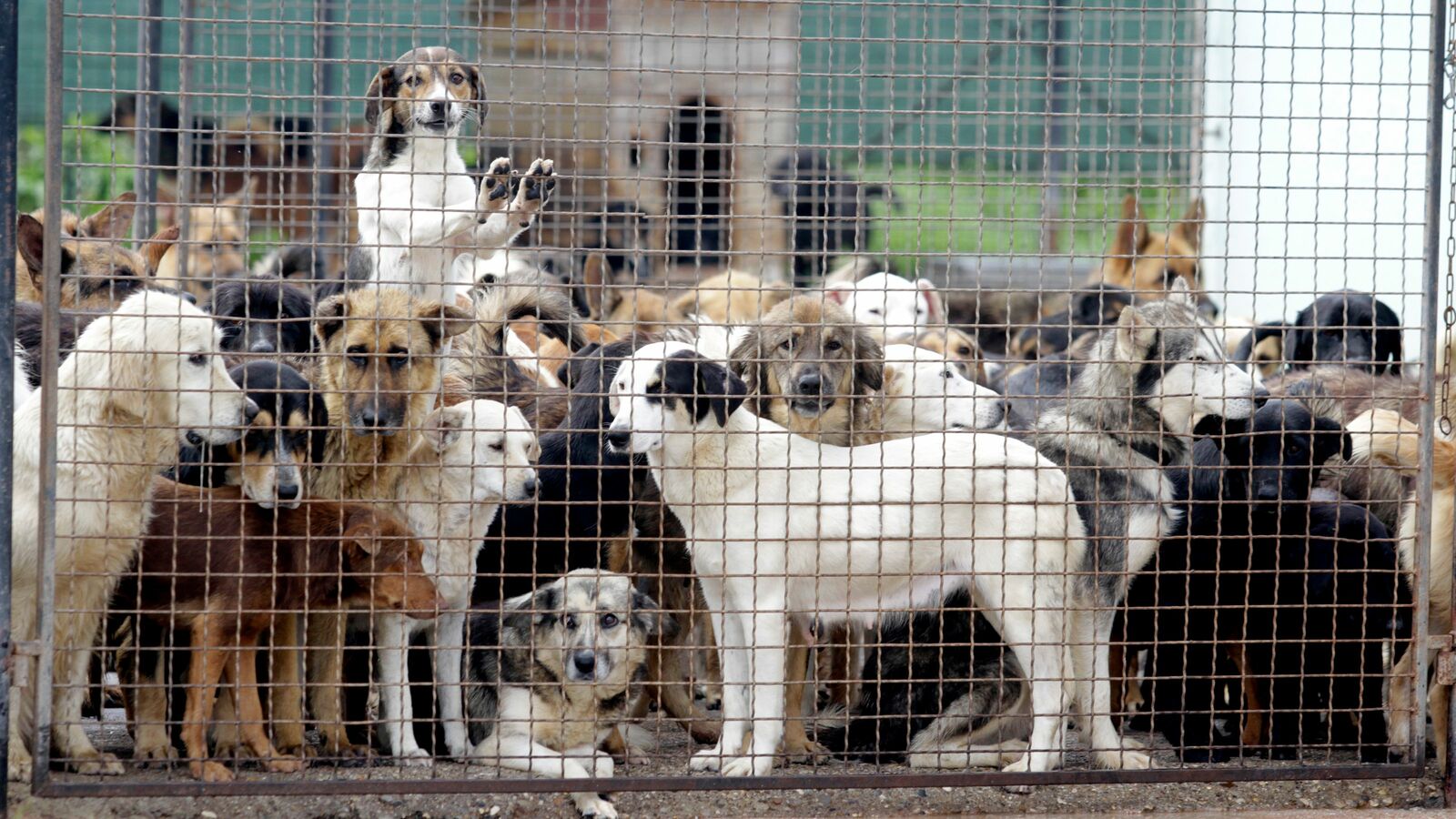 韓国｢史上最悪の動物虐待……｣　1400匹以上の犬を餓死させた老人､その言い訳とは 唯一の救いは動物愛護団体が現場でまだ生きていた4匹を救助