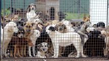 韓国｢史上最悪の動物虐待……｣　1400匹以上の犬を餓死させた老人､その言い訳とは