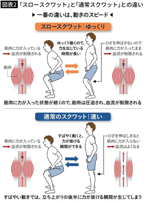 【図表2】「スロースクワット」と「通常スクワット」との違い