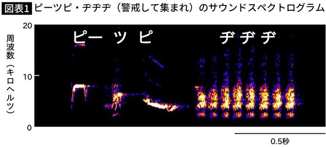 ピーツピ・ヂヂヂ(警戒して集まれ)のサウンドスペクトログラム