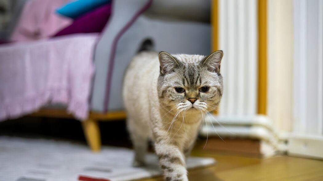 リビングでお客と話していると突然やって来る…猫が人間の集まりに"顔出し"しようとする切実な理由