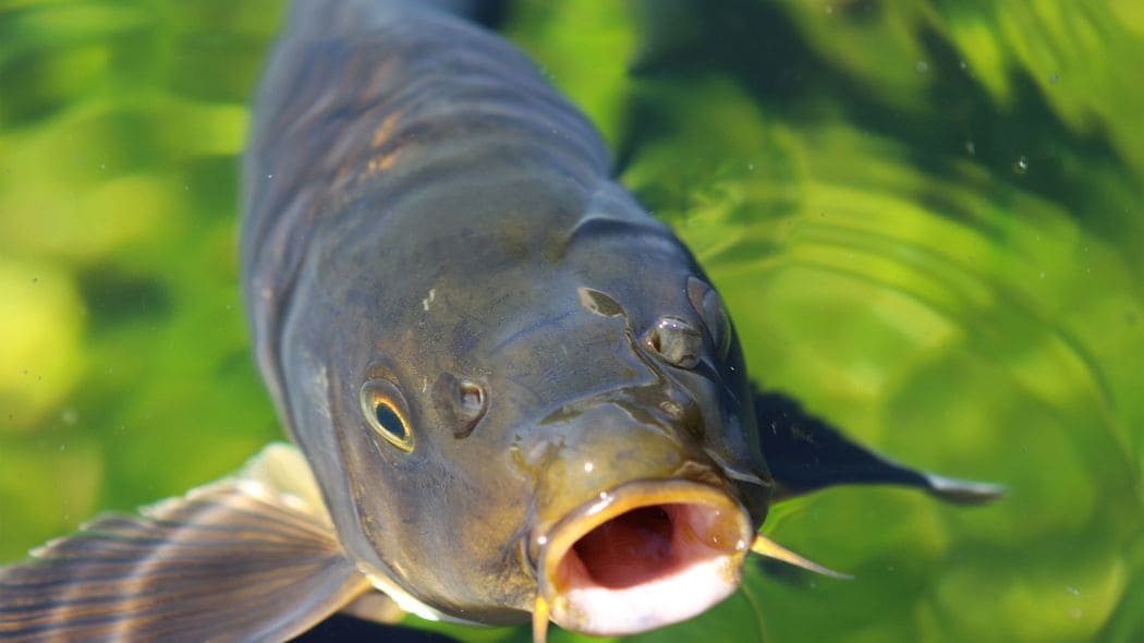 ｢鳥のうんこ｣からの華麗なる復活劇…｢魚の卵は移動できるのか｣生態学のミステリーに挑む実験の"奇跡の結果"