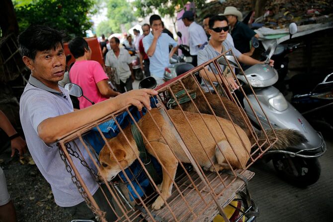 中国南部の広西チワン族自治区玉林市では、毎年恒例の「犬肉祭り」が開かれる。この祭りには世界の団体がこぞって抗議し、数百万人分の反対署名も集まっているが、地元住民たちはこれが逆の効果を生んでいるという＝2016年6月20日