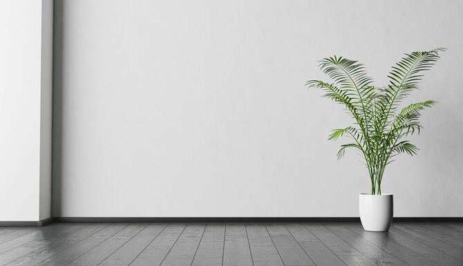 白い壁と植物だけの空間