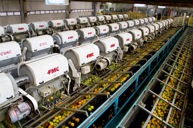 オレンジは、サンパウロ州では大豆、サトウキビに次ぐ第3の規模の農産物だ