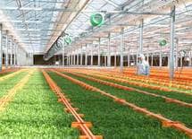 がん予防に役立つ機能性野菜「ブロッコリースプラウト」の効能