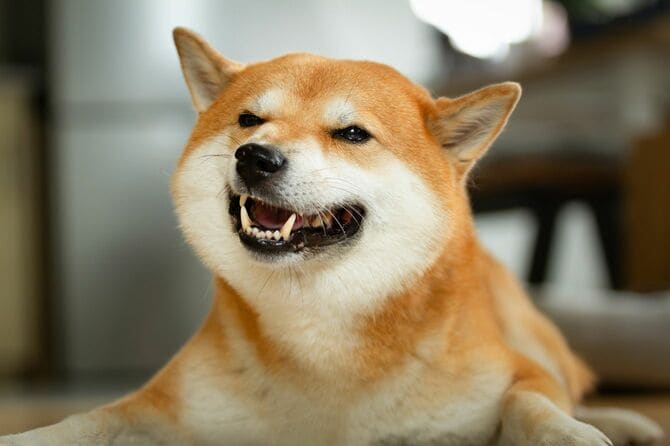 歯を見せている柴犬