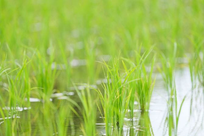 水田に植えられた稲の苗