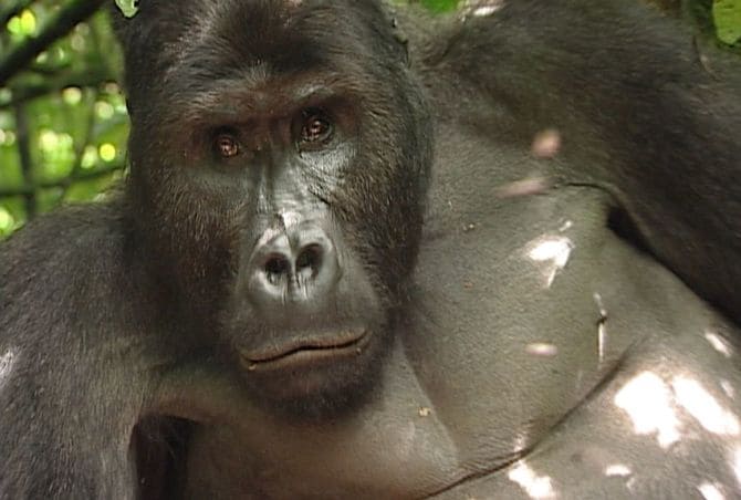 カメラを持つ筆者を見つめたシルバーバック