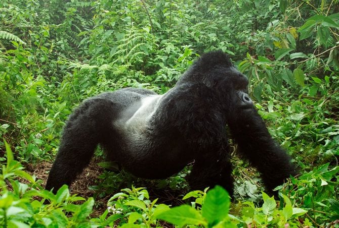 背中をピンと伸ばした「ストラットスタンス」を取り、メスにアピールする大人のオスゴリラ