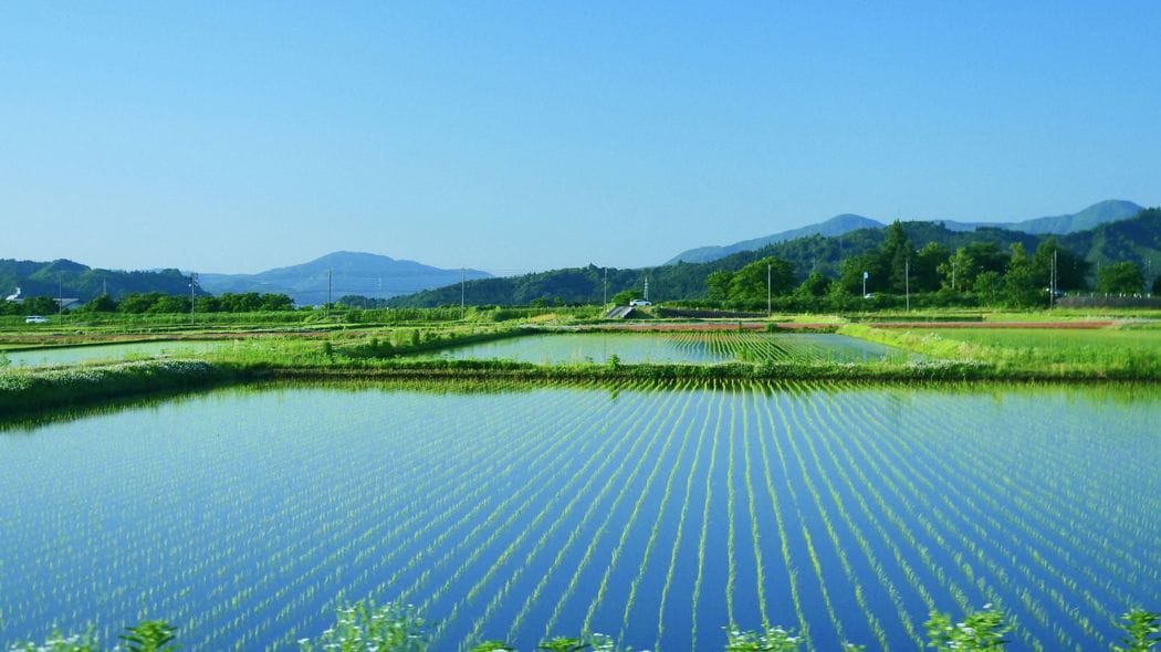 単純な大規模化でも効率化でもない…現役農家が考える｢コメの価格と供給を安定させる最善策｣