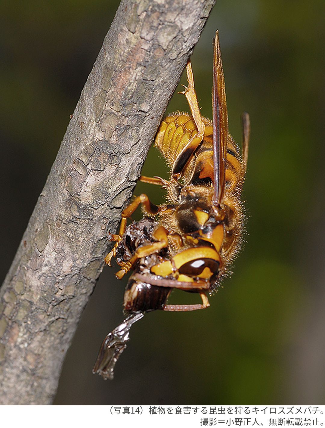 （写真14）植物を食害する昆虫を狩るキイロスズメバチ。撮影＝小野正人、無断転載禁止。