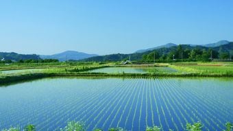 単純な大規模化でも効率化でもない…現役農家が考える｢コメの価格と供給を安定させる最善策｣